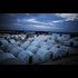 Engineered Refugee Crisis to Justify 