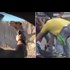 Elite IDF soldier shoots unarmed Palestinian man point blank in the leg while restrained and in custody. Another from the same elite unit shoots a camel in a drive-by. Which do you think is in jail?