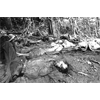 The Bushes' 'Death Squads'