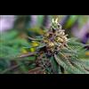 DEA Asks Federal Government To Grow Almost 1,000 Pounds Of Cannabis In 2018