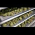 Trump Threatens to Defy Congress to Go After Medical Marijuana