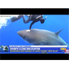 They're always putting fabricated stories in the media - Woman swims with shark