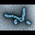 MYSTERIOUS VIRUS KILLS 20 UKRAINIAN SOLDIERS, SEPARATISTS BLAME U.S. LAB